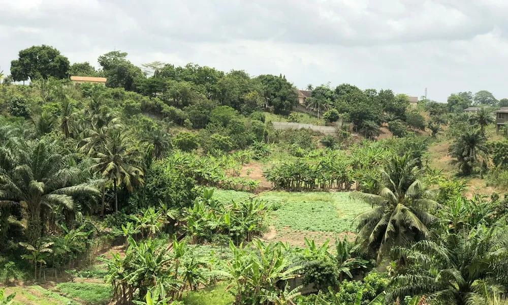 Rice farmland worked by EagleNet Agribusiness