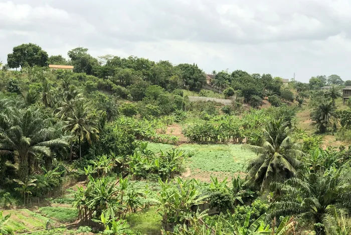 Rice farmland worked by EagleNet Agribusiness