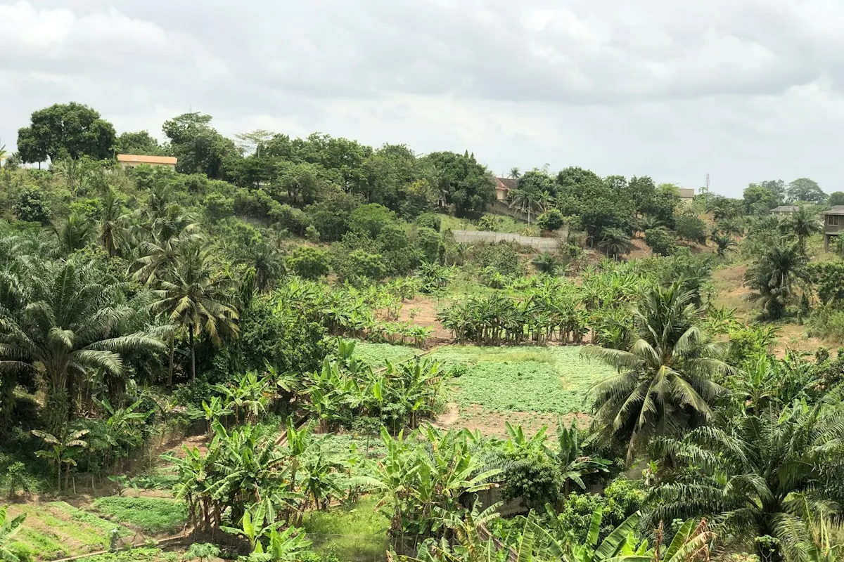 Rice farmland worked by EagleNet Agribusiness