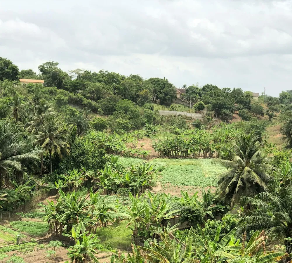 Rice farmland worked by EagleNet Agribusiness