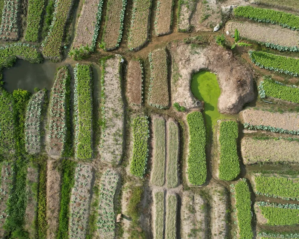 Cultivated fields worked as part of EagleNet's agribusiness operations